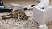 7 Cara Menghilangkan Bau Kandang Kucing di Rumah Sempit, Bebas Apek dan Tidak Sumpek