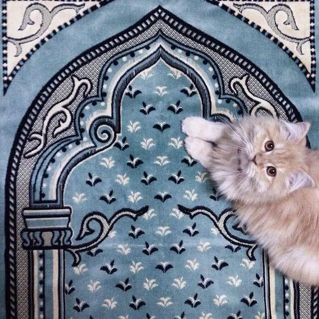 8 Potret Kucing Kalau Ikut Jalani Ramadhan, Ekspresinya Kocak Waktu Sahur