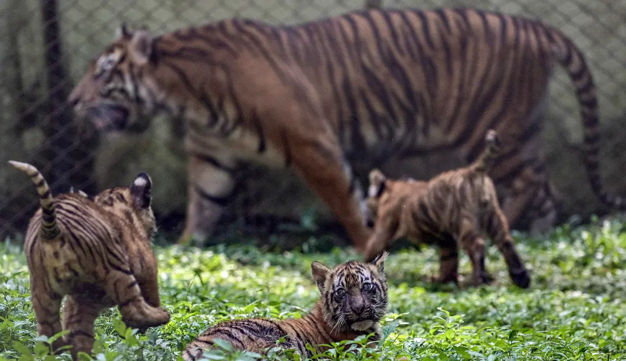 Seekor anak harimau Sumatera (Panthera tigris sumatrae) berusia sepuluh minggu bermain di samping induknya, Dini (10 tahun), di kandang mereka saat debut mereka di Taman Safari Indonesia II Prigen, Pasuruan, Jawa Timur, Kamis (4/6/2026). (Juni KRISWANTO/AFP)
