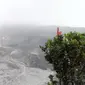 Pemandangan Kawah Ratu Gunung Tangkuban Parahu dua pekan sebelum erupsi (Liputan6.com/Komarudin)