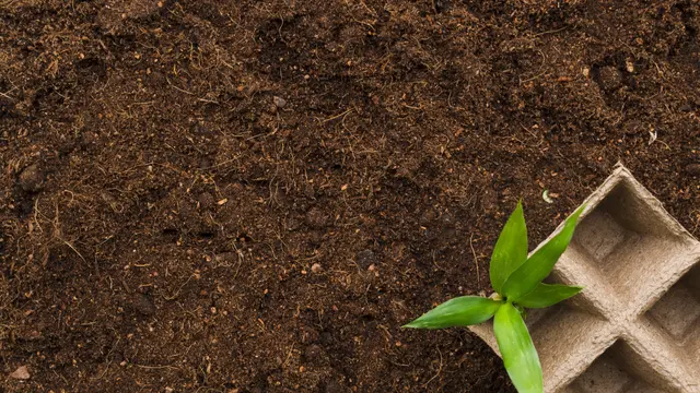 Ilustrasi cocopeat (Foto: freepik)