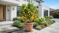 Cara Membuat Pohon Lemon Cepat Berbuah dan Panen Lebat Meski Ditanam di Pot