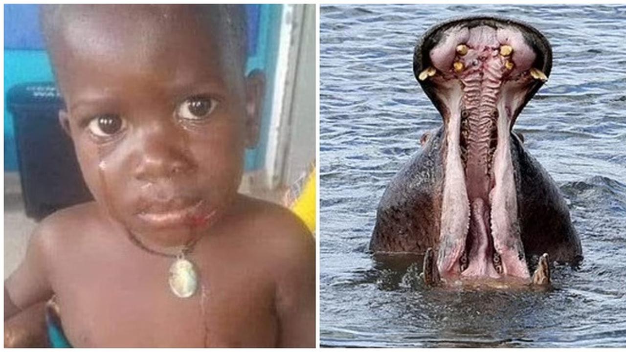 Viral Kisah Bocah Dua Tahun Ditelan Kuda Nil, Alami Luka Ringan