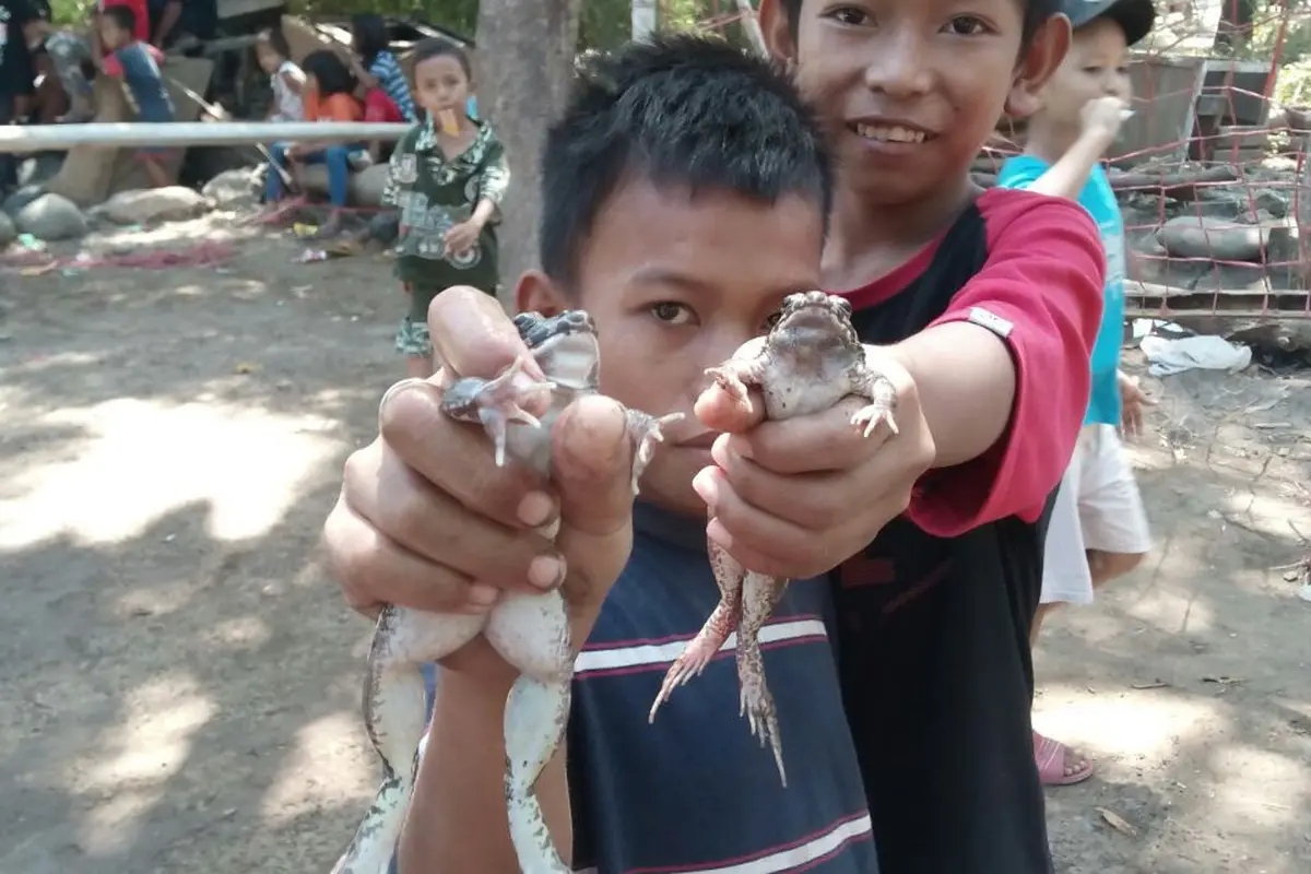 lomba balap kodok