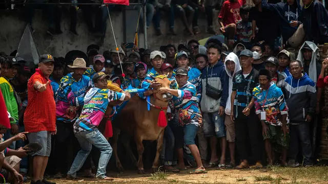 Indonesia Budaya Tradisi karapan
