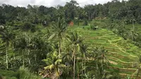 Tegallalang Rice Terrace, sawah berundak yang jadi salah satu destinasi wisata favorit wisatawan yang terletak di Tegallalang, Gianyar, Bali. (Liputan6.com/Putu Elmira)