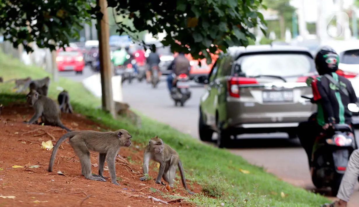 Monyet ekor panjang (Macaca Fascicularis) menanti makanan yang dilemparkan warga di kawasan Suaka Margasatwa Muara Angke, Penjaringan, Jakarta, Sabtu (29/5/2021). Meski sudah ada larangan, namun pemberian makanan oleh warga kepada monyet ekor panjang masih terlihat. (Liputan6.com/Helmi Fithriansyah)