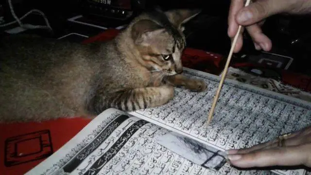 9 Potret Gemas Kucing Temani Orang Beribadah Ini Anteng Banget