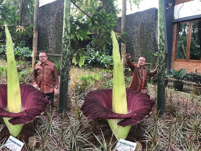 Dikira Umbi Jawa Bunga Bangkai Langka Mekar Di Jakarta Citizen6 Liputan6 Com