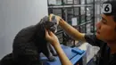 Selama berada di penitipan, kucing akan mendapat beragam perawatan seperti pemberian makan hingga mandi. (merdeka.com/Arie Basuki)