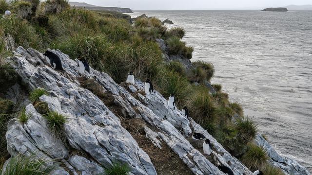 Melihat Aneka Jenis Penguin di Kepulauan Falkland