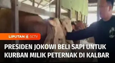 Sapi milik peternak di Kubu Raya, Kalimantan Barat, dibeli Presiden Joko Widodo untuk hewan kurban. Peternak melakukan perawatan khusus sampai menjelang Iduladha.