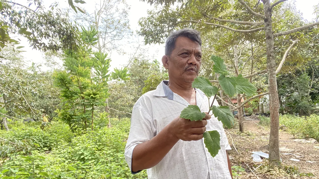 Ketua Kelompok Tani Seulawah Agam, Jakfar Siddiq di lahan nilam miliknya, Desa Teuladan, Aceh Besar, Kamis (26/2/2026). (Liputan6.com/Christian)