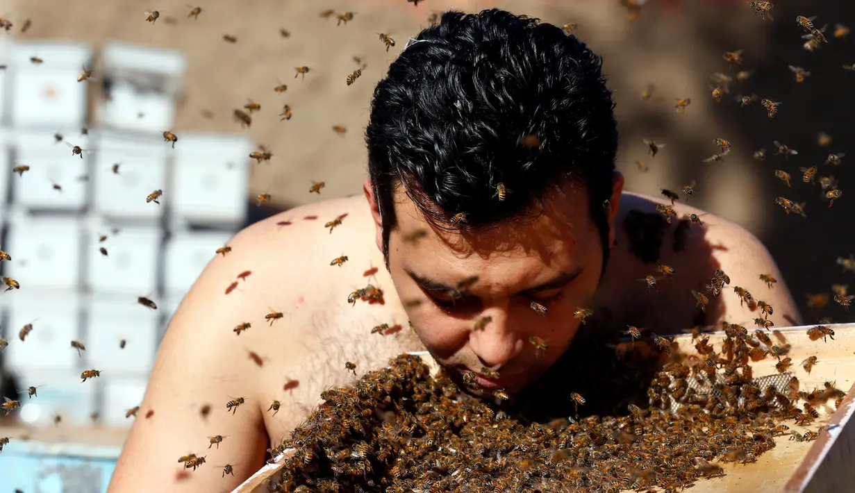 Seorang pria berasal dari Mesir yang bernama Mohamed Hagras sedang membuat 'jenggot' dari ratusan lebah, Mesir (30/11). Hal tersebut ia lakukan untuk persiapan mengikuti Karnaval Pertanian Mesir. (Reuters/Amr Abdallah Dalsh)