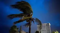 Pohon tertiup angin kencang yang dibawa badai Dorian, kategori 5 dalam skala Saffir-Simpson saat menerjang Bahama selama akhir dan awal pekan ini (Ramon Espinosa / AP)