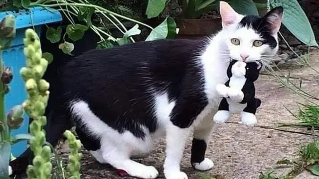 7 Tingkah Konyol Kucing Main dengan Benda Sekitar, Bikin Gemas