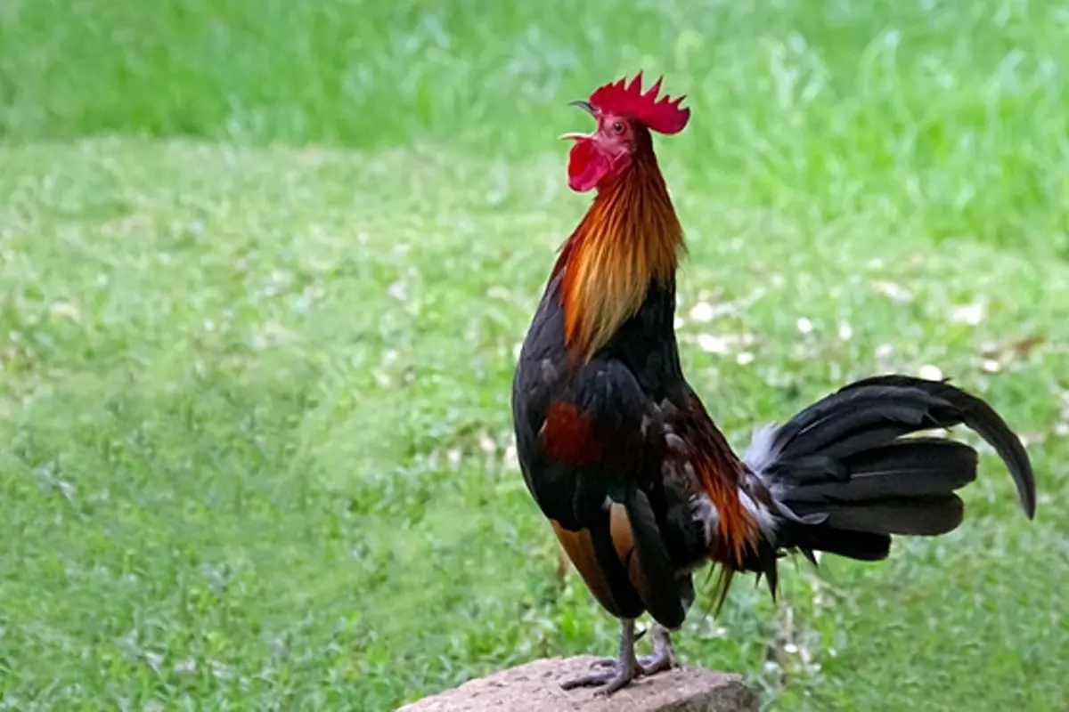 Yuk! Belajar Meniru Suara Hewan dengan Berbagai Bahasa di Dunia