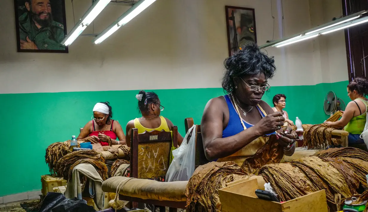 Seorang pekerja pabrik cerutu memilih daun tembakau di Havana, Kuba, Kamis (1/3). (ADALBERTO ROQUE/STR/AFP)