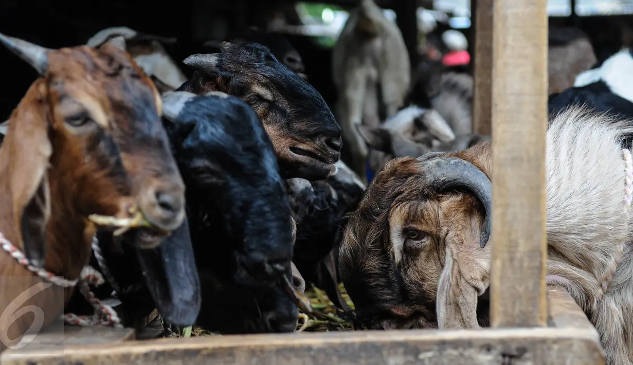 Sejumlah kambing diberi makan di Pasar Kambing Tanah Abang, Jakarta, Minggu (11/9). Satu hari jelang Idul Adha 1437 H, pedagang di pasar tersebut bisa menjual 70-90 ekor per hari dari harga Rp 2 juta hingga 5 juta. (Liputan6.com/Faizal Fanani)
