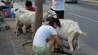 Setiap satu botol susu kambing murni, mereka membandrolnya dengan harga 10 RMB atau setara dengan Rp 21 ribu.