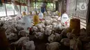 Pekerja memberi pakan ternak ayam potong yang sudah siap dijual di Kawasan Gunung Sindur, Kabupaten Bogor, Jawa Barat, Selasa (22/09/2020). Harga ayam potong di sana dijual Rp 24 ribu per kilogram, di mana saat masa pandemi harganya mengalami naik turun di pasaran. (merdeka.com/Dwi Narwoko)
