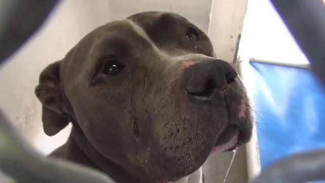 [Bintang] Tak Selalu Galak, Anjing Pitbull Juga Bisa Nangis! Ini Buktinya!