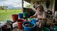8 Ide Ternak Ikan Mini di Ember untuk IRT yang Rumahnya Dekat Area Persawahan, Panen Cuan dari Rumah