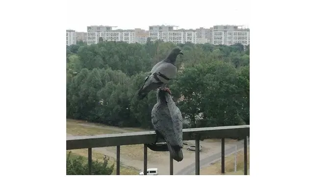 Kelakuan aneh burung (Sumber: Boredpanda)