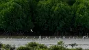 Hutan mangrove menjadi ekosistem yang mampu melindungi garis pantai dari erosi serta mengurangi dampak bencana alam. (CHAIDEER MAHYUDDIN/AFP)