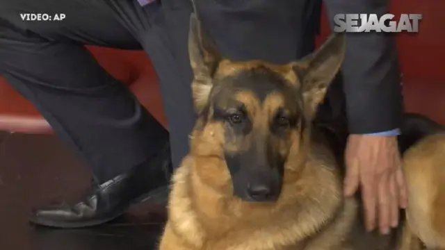 Anjing jenis German Shepherd bernama Rumor memenangkan penghargaan di Amerika Serikat.