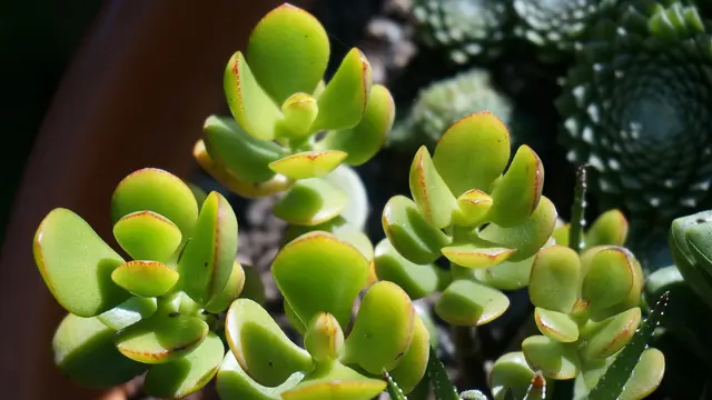 Tanaman Jade