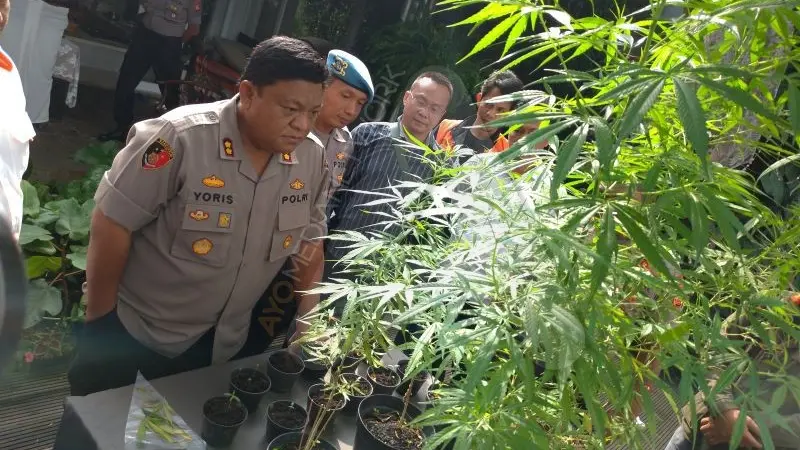 Tanaman Ganja