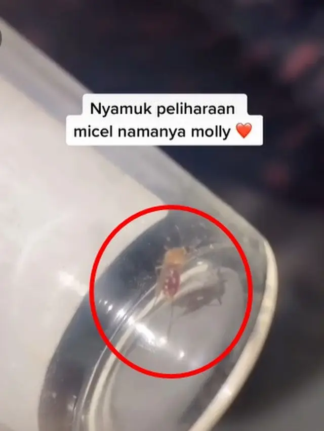 Viral, Video Perempuan Pelihara Seekor Nyamuk Ini Curi Perhatian