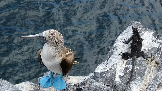 Hewan Galapagos