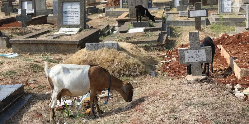 Lahan Hijau Sedikit, Peternak Pelihara Kambing di Kuburan