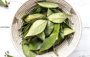 ilustrasi daun salam (created by AI)