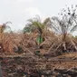 Penyidik Reskrimsus Polda Riau saat melakukan olah tempat kejadian perkara di lahan perusahaan yang terbakar. (Liputan6.com/M Syukur)