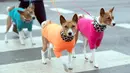 Anjing Shiba Inu Jepang tiba untuk hari kedua Crufts 2018 di NEC di Birmingham, Inggris, (9/3). Pertunjukan anjing utama Crufts menarik ribuan pendatang untuk berbagai kompetisi dan acara kepatuhan. (Aaron Chown / PA via AP)