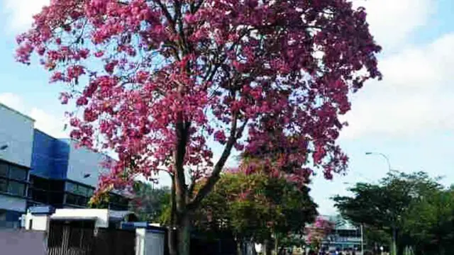 Bunga Sakura Khas Jepang Kini Bisa Dinikmati di Ancol