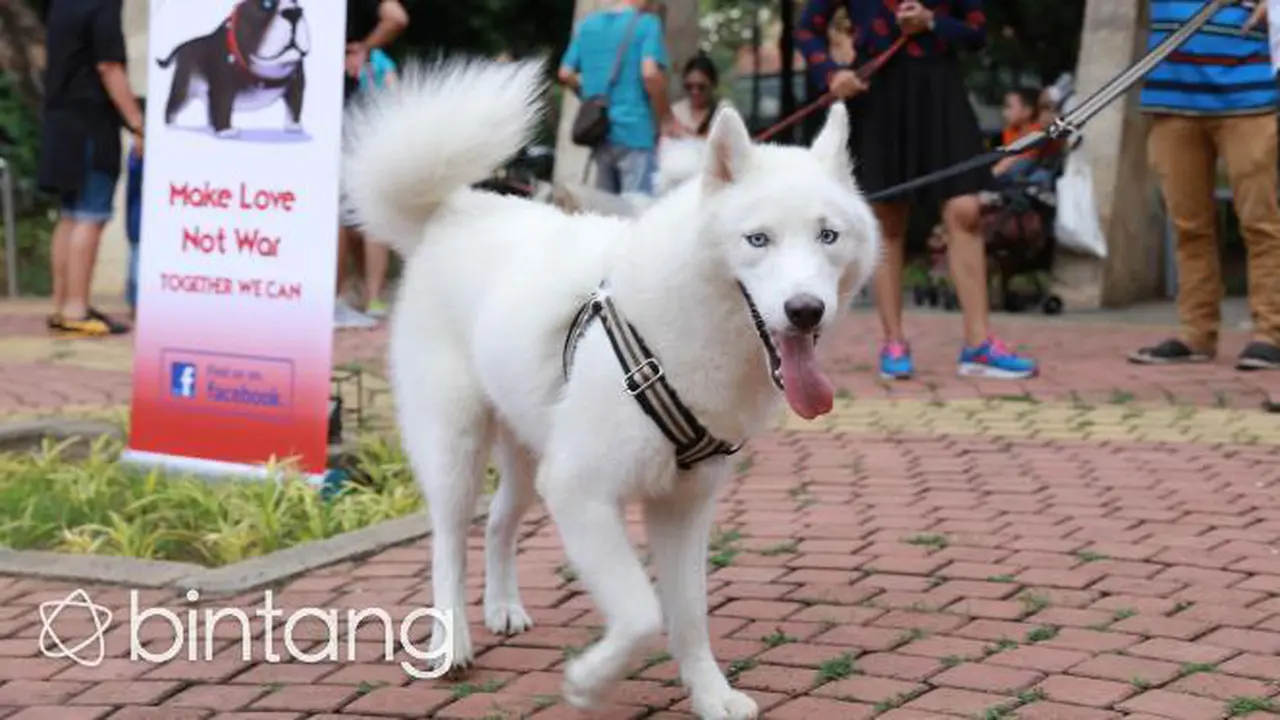 Jakarta Dog Lovers, Mau Ubah Pandangan Islam Haram Piara Anjing
