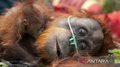 Ketika Api Menghanguskan Rumah Satwa Liar Kalimantan