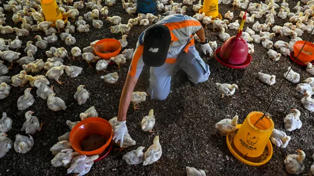 Pemeriksaan Kesehatan Unggas Antisipasi Flu Burung di Aceh Besar