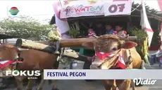 Warga Desa Sumberejo, Jember, Jawa Timur, menggelar festival pegon atau kereta sapi.