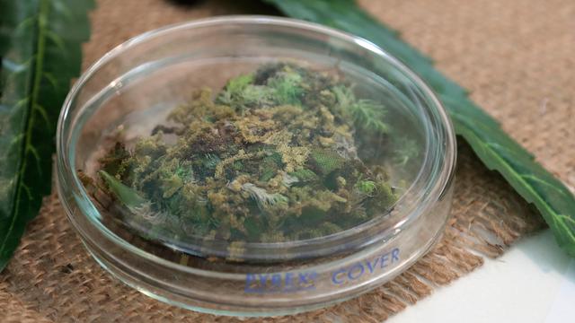 Thailand Pamerkan Ganja Medis Pertama di ASEAN