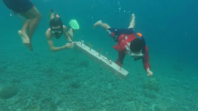 Kisah Perawat Karang-Karang Laut Tidore