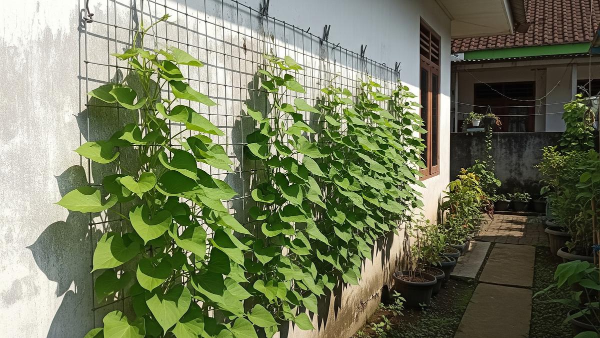 Cara Menata Kebun Rambat agar Panen Lebih Rapi Mudah Dipetik, Cocok untuk Pekarangan Sempit