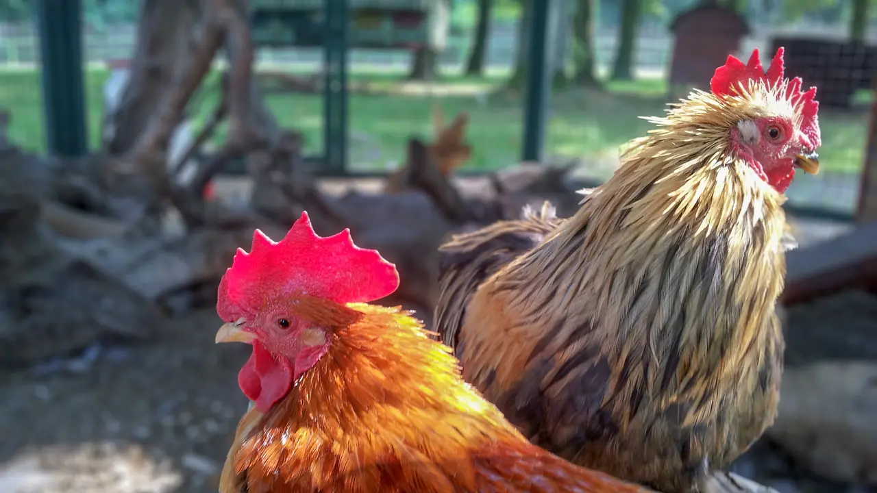 Ilustrasi ayam.