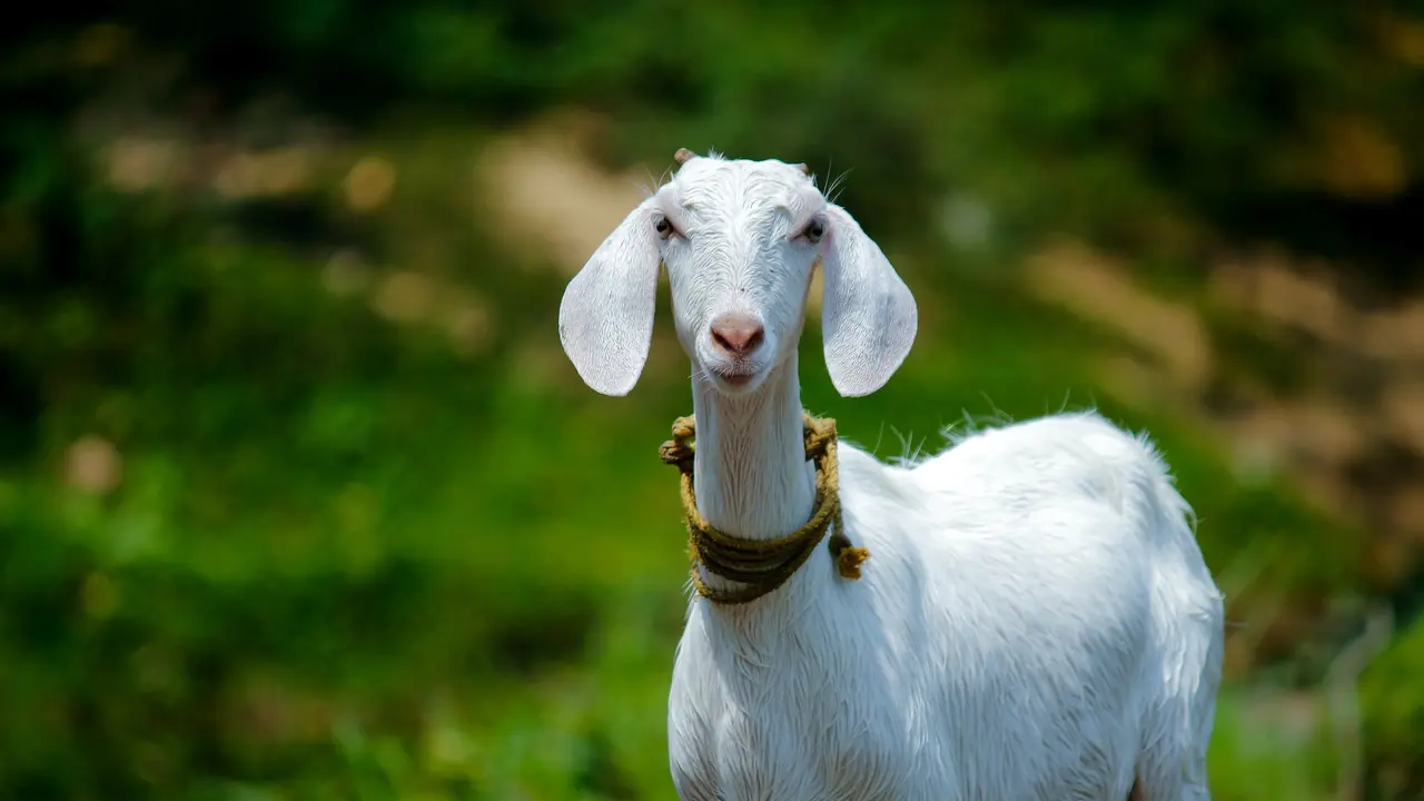 kambing