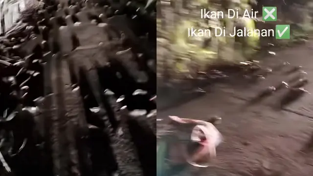 Ratusan Ikan Betik di Jalanan