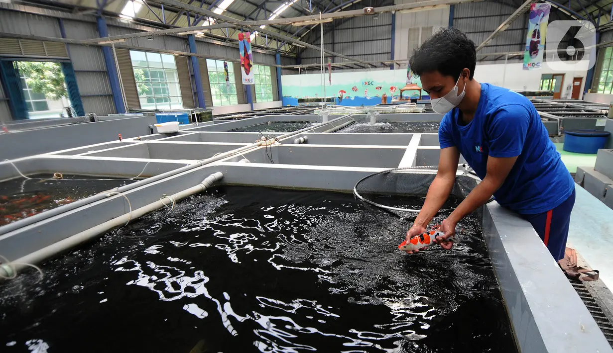 Pekerja menangkap ikan koi seharga Rp 25 juta di Pusat Koi dan Maskoki Nusantara, Raiser Ikan Hias Cibinong, Bogor, Jawa Barat, Sabtu (9/10/2021). Kementerian Perikanan dan Kelautan (KKP) membangun Pusat Koi dan Maskoki Nusantara di Raiser Ikan Hias Cibinong. (merdeka.com/Arie Basuki)